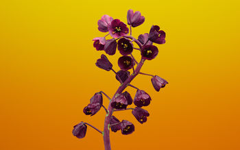 Fritillaria Flower iOS 11 Stock screenshot