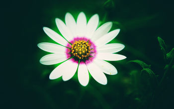White Daisy Flower 4K screenshot