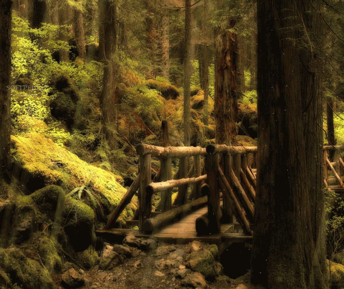 Forest Bridge Animated Wallpaper - Download Free with Screenshots and