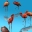 3D Flamingos 2.5