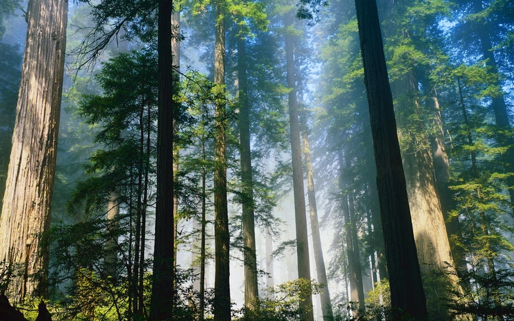 Forest Theme For Windows 10