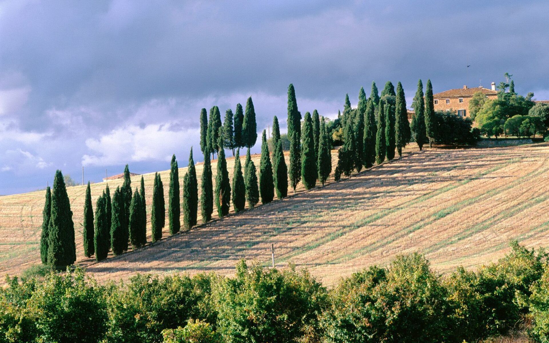 Италия природные. Италия провинция Тоскана. Тоскана кипарисы. Флора Италии. Val d'Orcia.