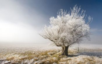 A Frosty Tree, A Frosty Day In Central Otago, New Zealand screenshot