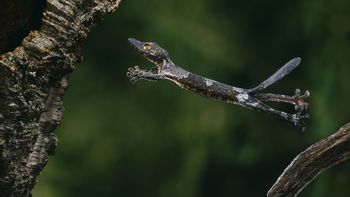 A Leaping Leaf Tailed Gecko screenshot