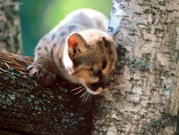 A Watchful Eye Cougar screenshot