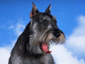 A Yawning Schnauzer screenshot