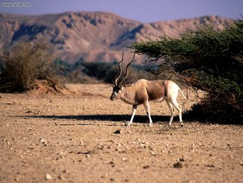 Addax On The Range screenshot