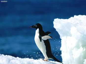 Adelie Penguin screenshot