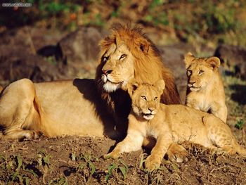 African Lions Masai Mara Kenya screenshot