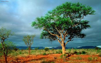 Africanlandscape screenshot