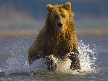 Alaskan Brown Bear, Hallo Bay, Alaska screenshot