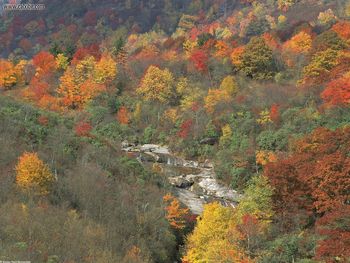 Along The Creek Side Smokey Mountains National Park Tennessee screenshot