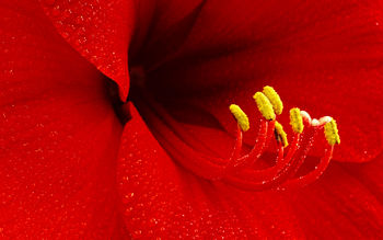 Amaryllis Flower screenshot