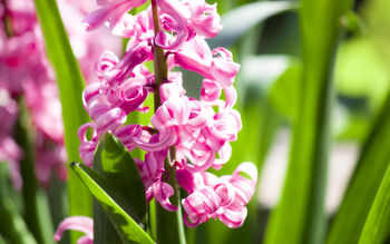 Amazing Pink Flowers screenshot