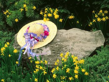 Among the Daffodils screenshot