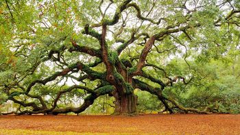 Angel Oak screenshot