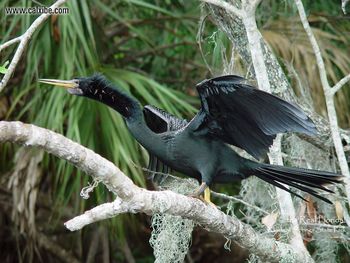 Anhinga Perching Joe Walmer screenshot