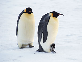 Arctic Penguins Pair screenshot