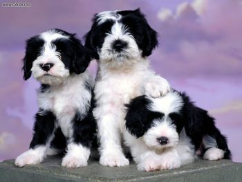 Ashlyn Tibetan Terriers screenshot