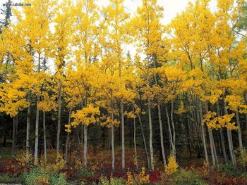 Aspen And Birch, Denali National Park, Alaska screenshot