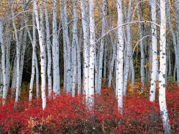 Aspen Forest, Wasatch Mountains, Utah screenshot