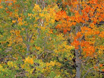 Aspen Trees In Early Autumn, California screenshot