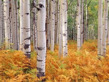 Aspens, Gunnison National Forest, Colorado screenshot