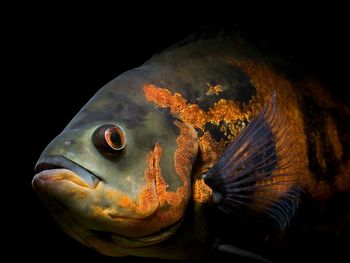 Astronotus Ocellatus screenshot