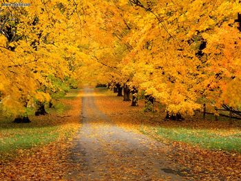 Autumn Covered Road screenshot