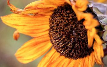 Autumn Sunflower screenshot