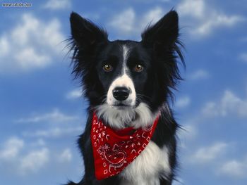 Bandit Border Collie screenshot