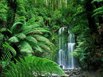 Beauchamp Falls Australia screenshot