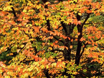 Beech Tree In Autumn Washington Park Portland Oregon screenshot