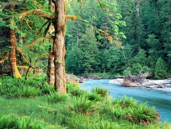 Big Leaf Maple Trees Along The Quinault River Quinault Rain Forest Washington screenshot