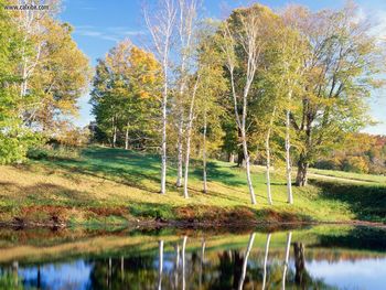 Birch Trees Vermont screenshot