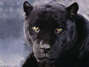 Black Cheetah screenshot