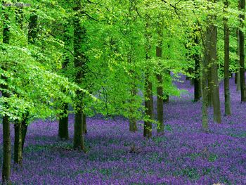 Blue Bells And Beech Trees England screenshot