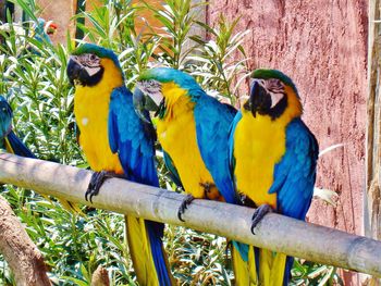 Blue-Gold Macaw screenshot