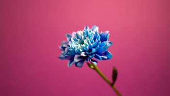 Blue in Pink Background screenshot