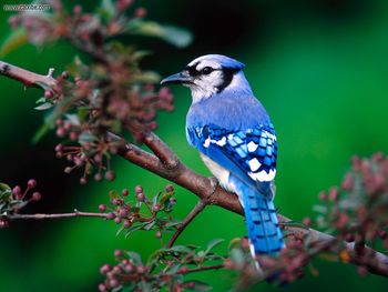 Blue Jay screenshot