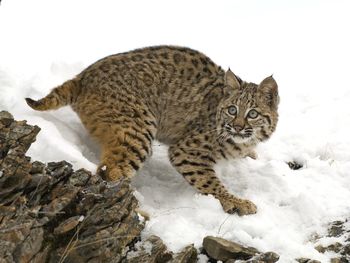 Bobcat In Winter screenshot