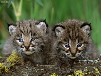 Bobcat Kittens screenshot