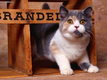 British Shorthair Dilute Calico screenshot