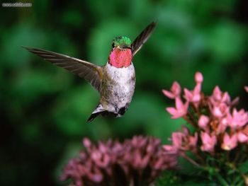 Broadtail Hummingbird screenshot