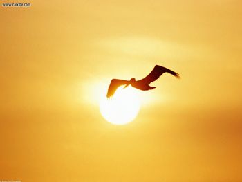 Brown Pelican Costa Rica screenshot