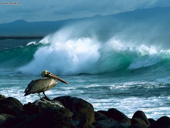 Brown Pelican Galapagos screenshot