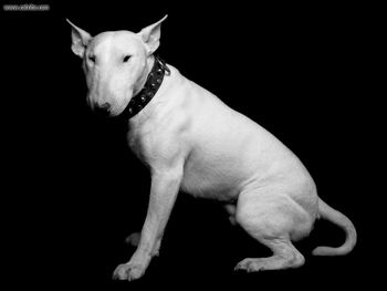 Bull Terrier screenshot