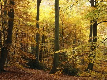 Burnham Beeches, Bucks, England screenshot