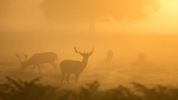 Bushy Park Deers screenshot