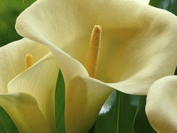 Calla Lilies, Hawaii screenshot